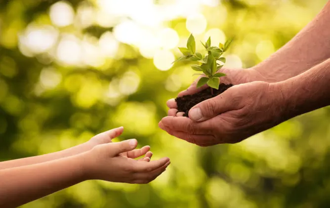 Hands holding a small tree